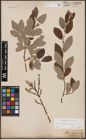 Foto von Salix aurita L. x Salix caprea L.